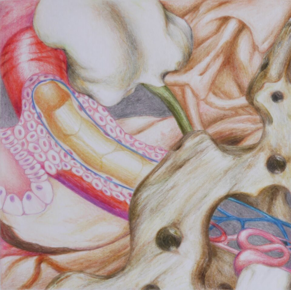 Microscosme #6, 2012, crayons de couleur sur papier, 15x15 cm