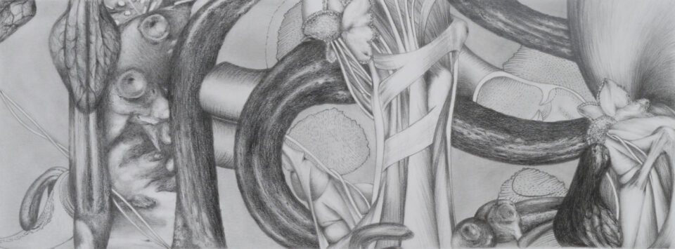 Microscosme, panoramique #5, 2013, graphite et crayon noir sur papier, 15x40 cm